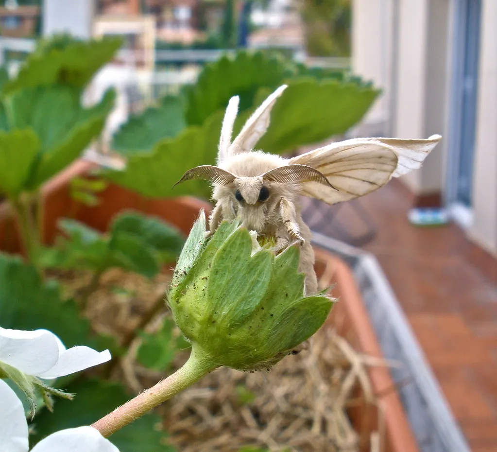 White silkworm moth resting on a green flower bud